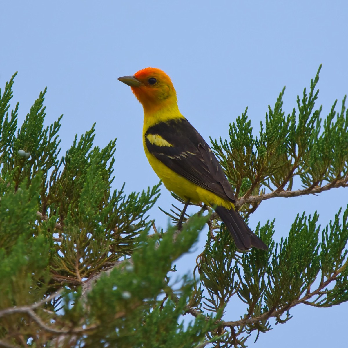 Western Tanager - ML353493351