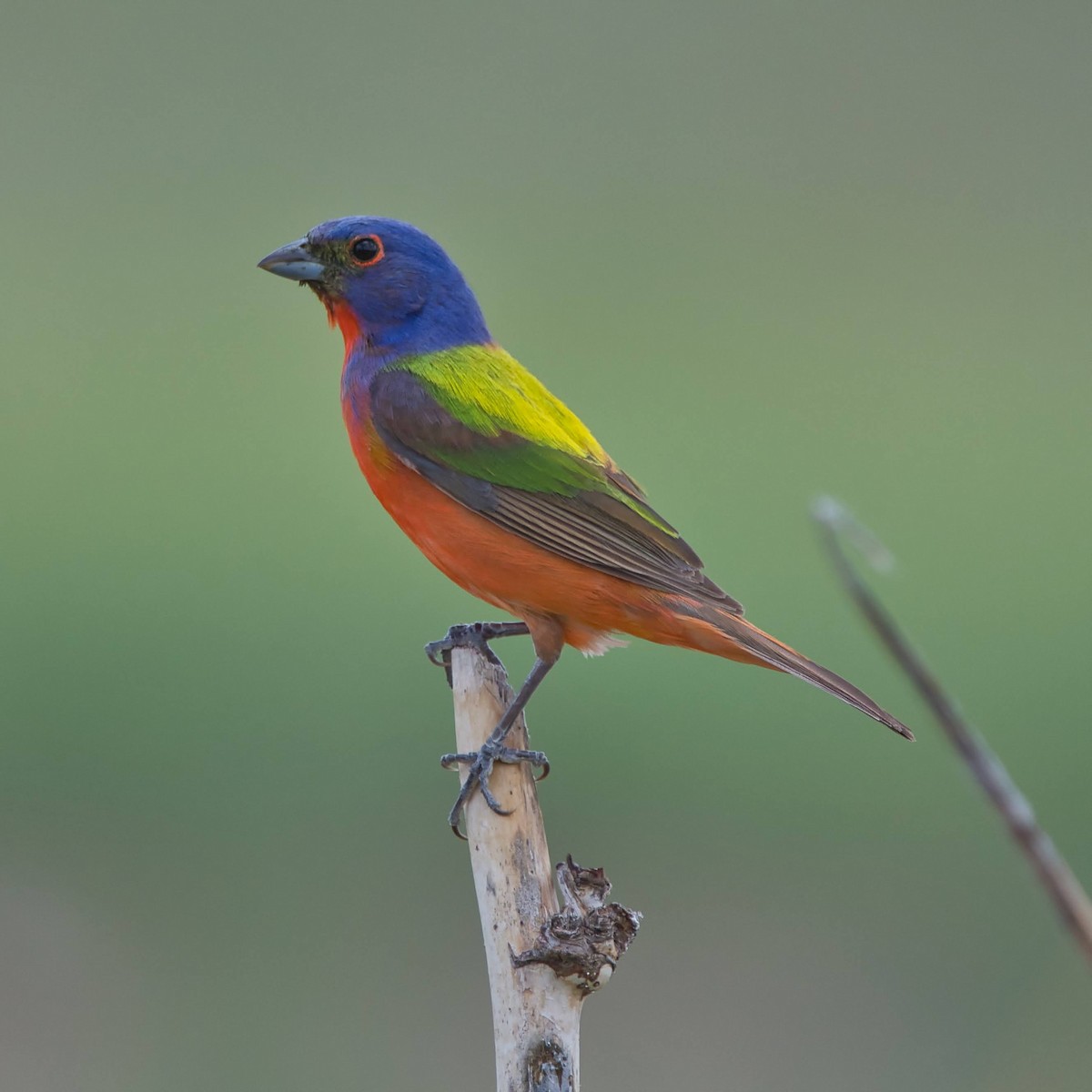 Painted Bunting - ML353493781