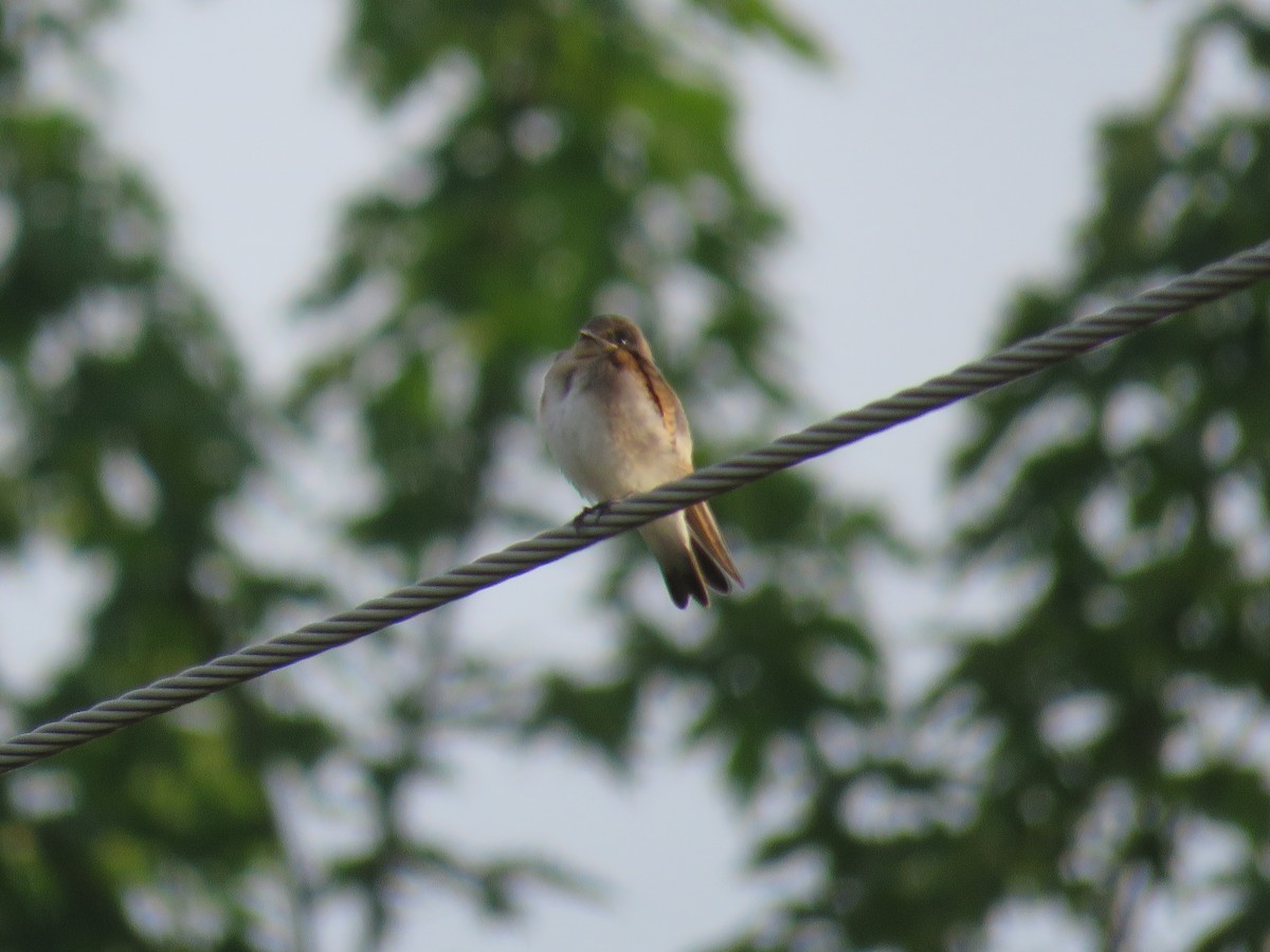 Northern Rough-winged Swallow - ML353497731