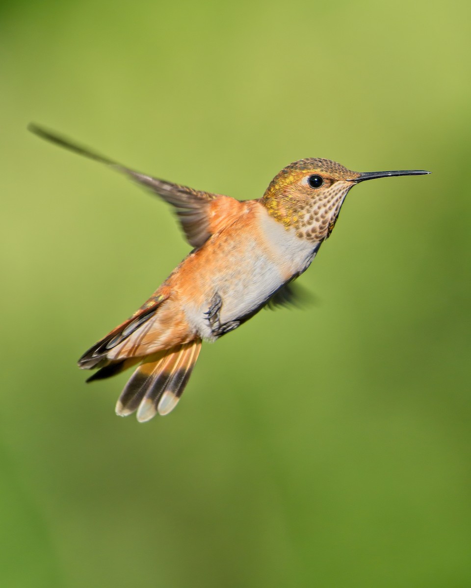 Rufous Hummingbird - ML353506761