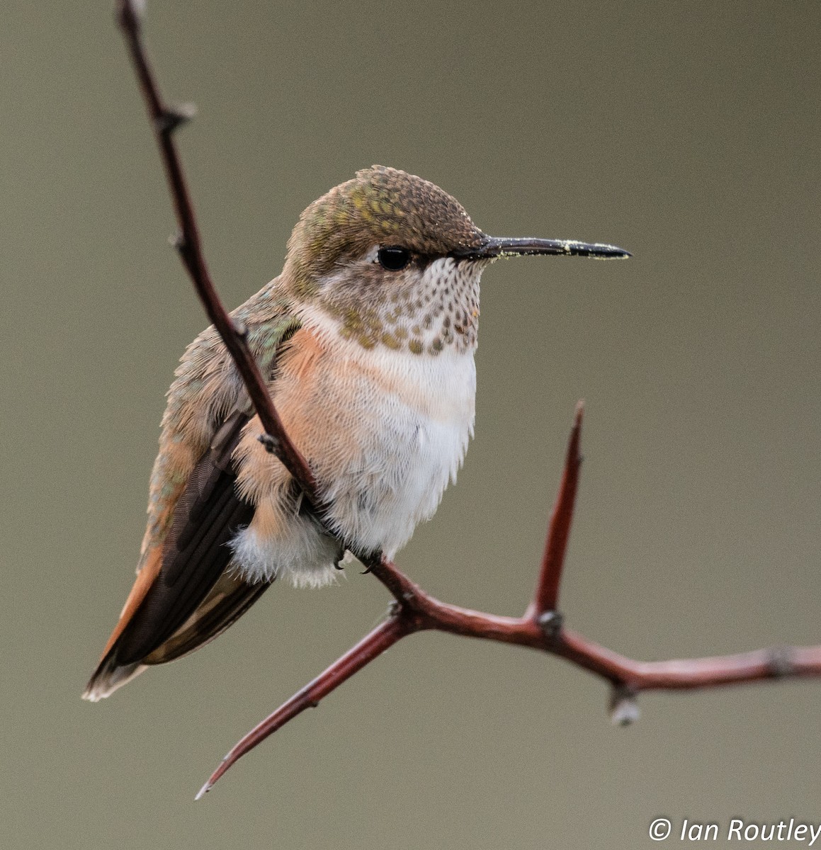 Rufous Hummingbird - Ian Routley
