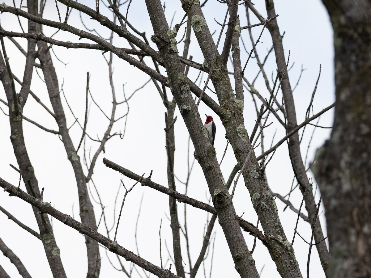 Red-headed Woodpecker - ML353511591