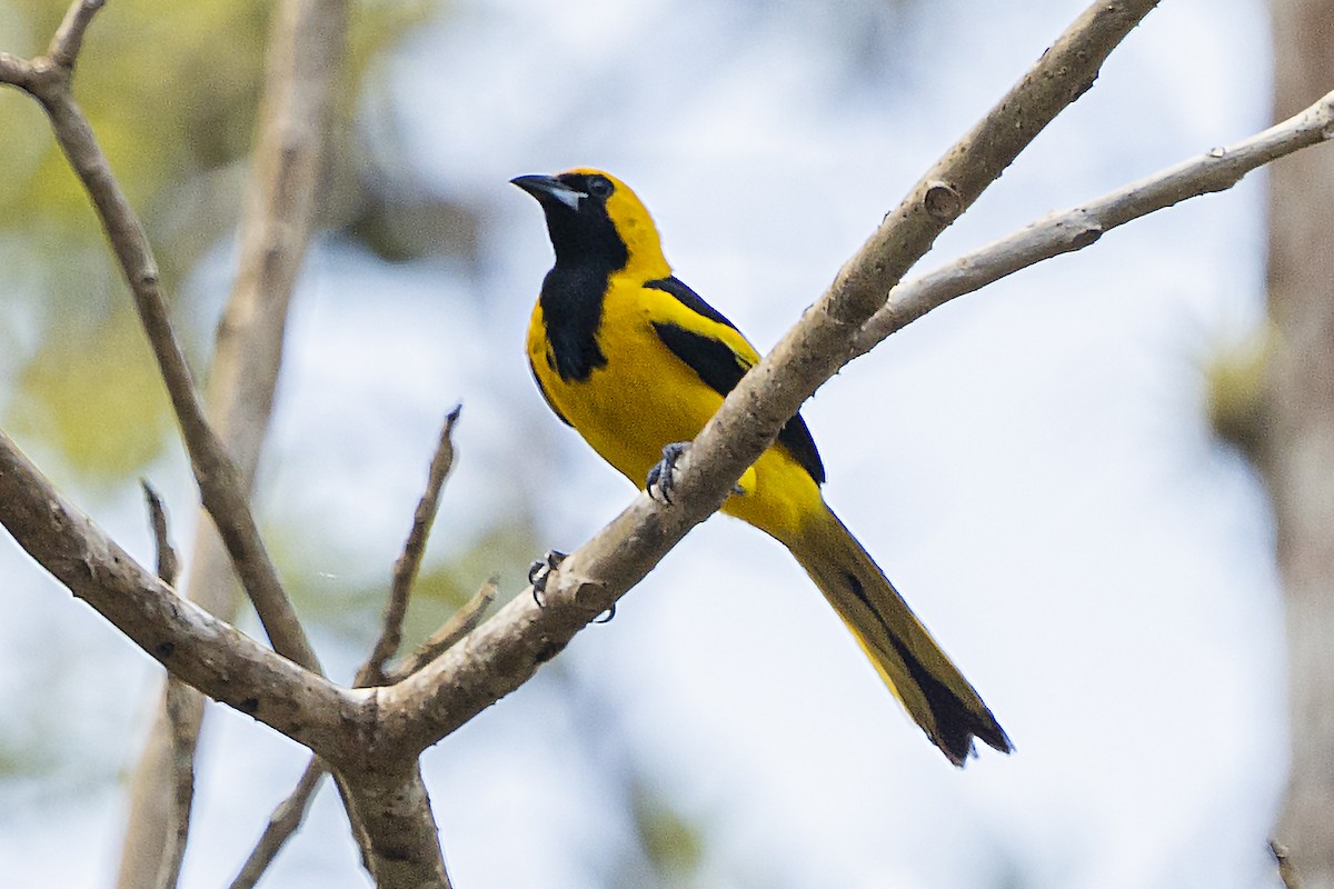 Yellow-tailed Oriole - ML353517111