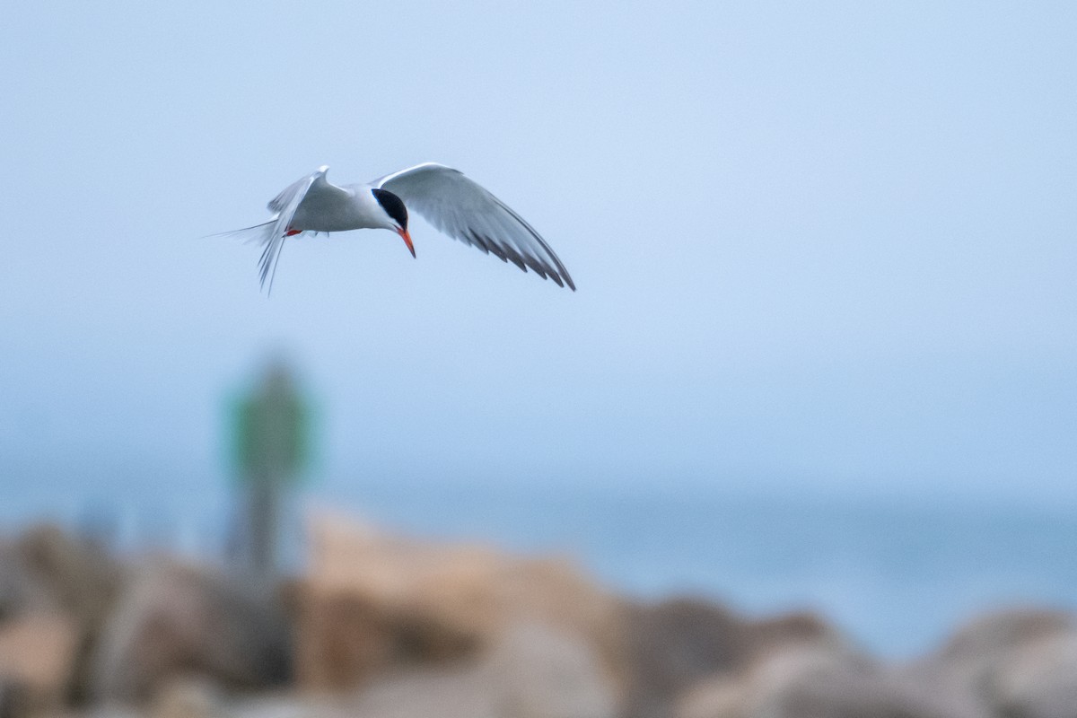 Common Tern - Scott Dresser