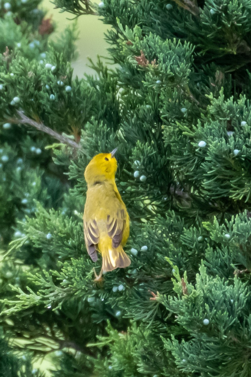 Yellow Warbler - ML353518361