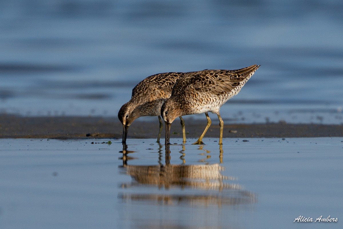 Short-billed Dowitcher - Alicia Ambers