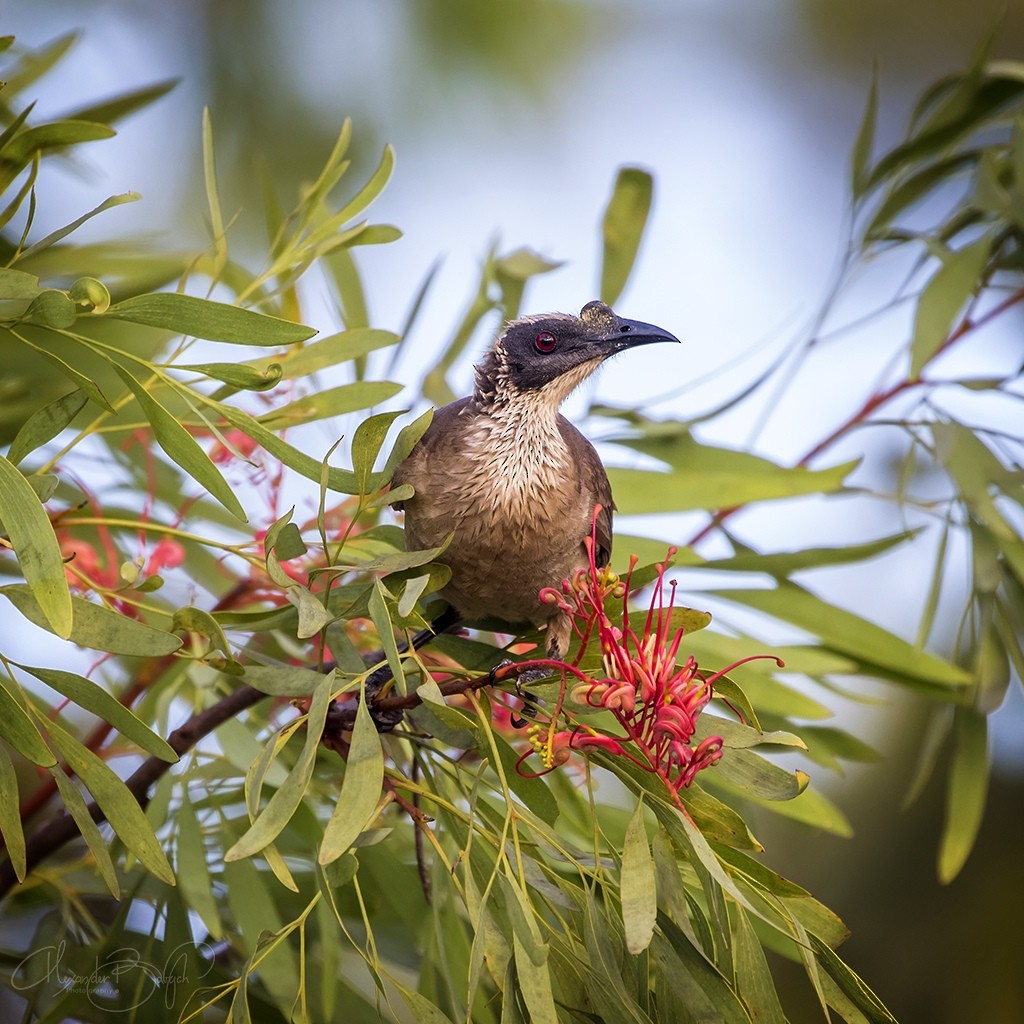 Silver-crowned Friarbird - ML353529991