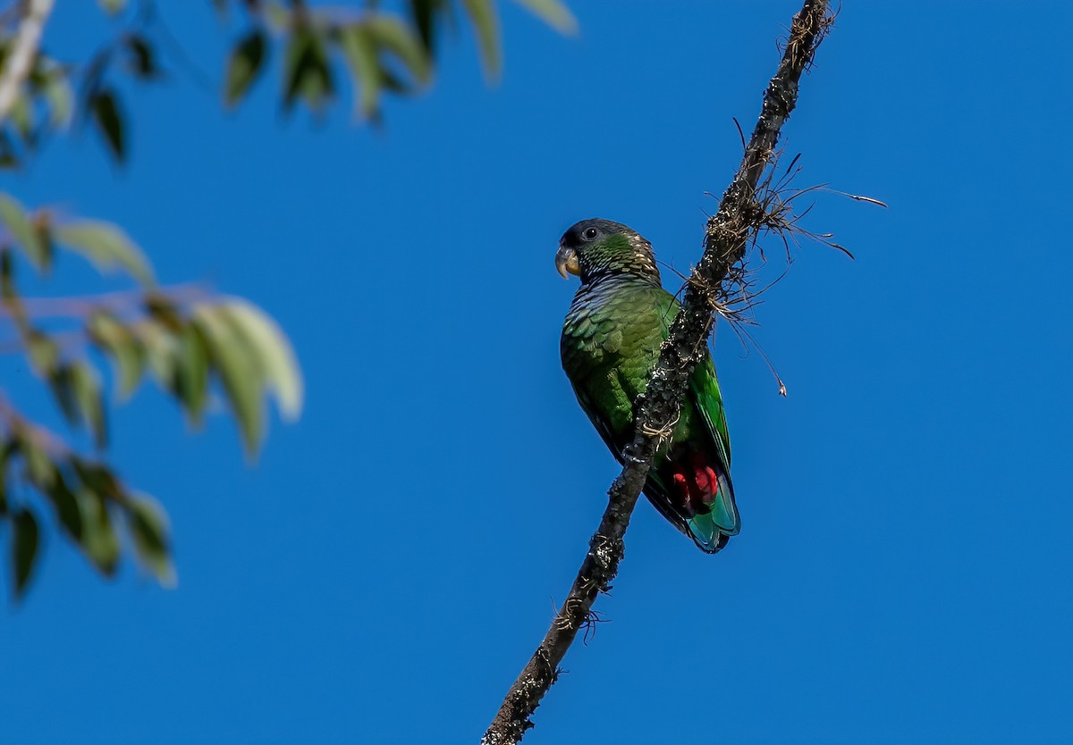 Папуга-червоногуз зеленощокий - ML353531041