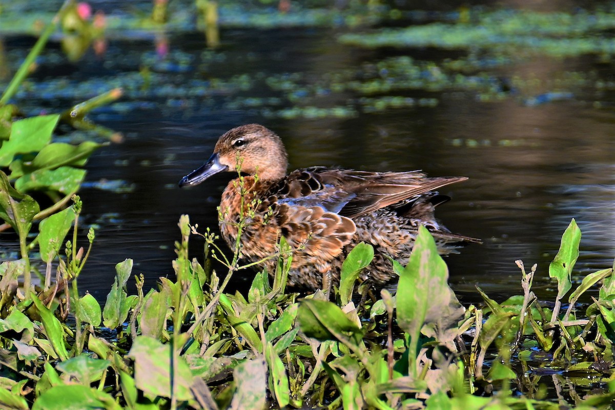 Blue-winged Teal - ML353533331