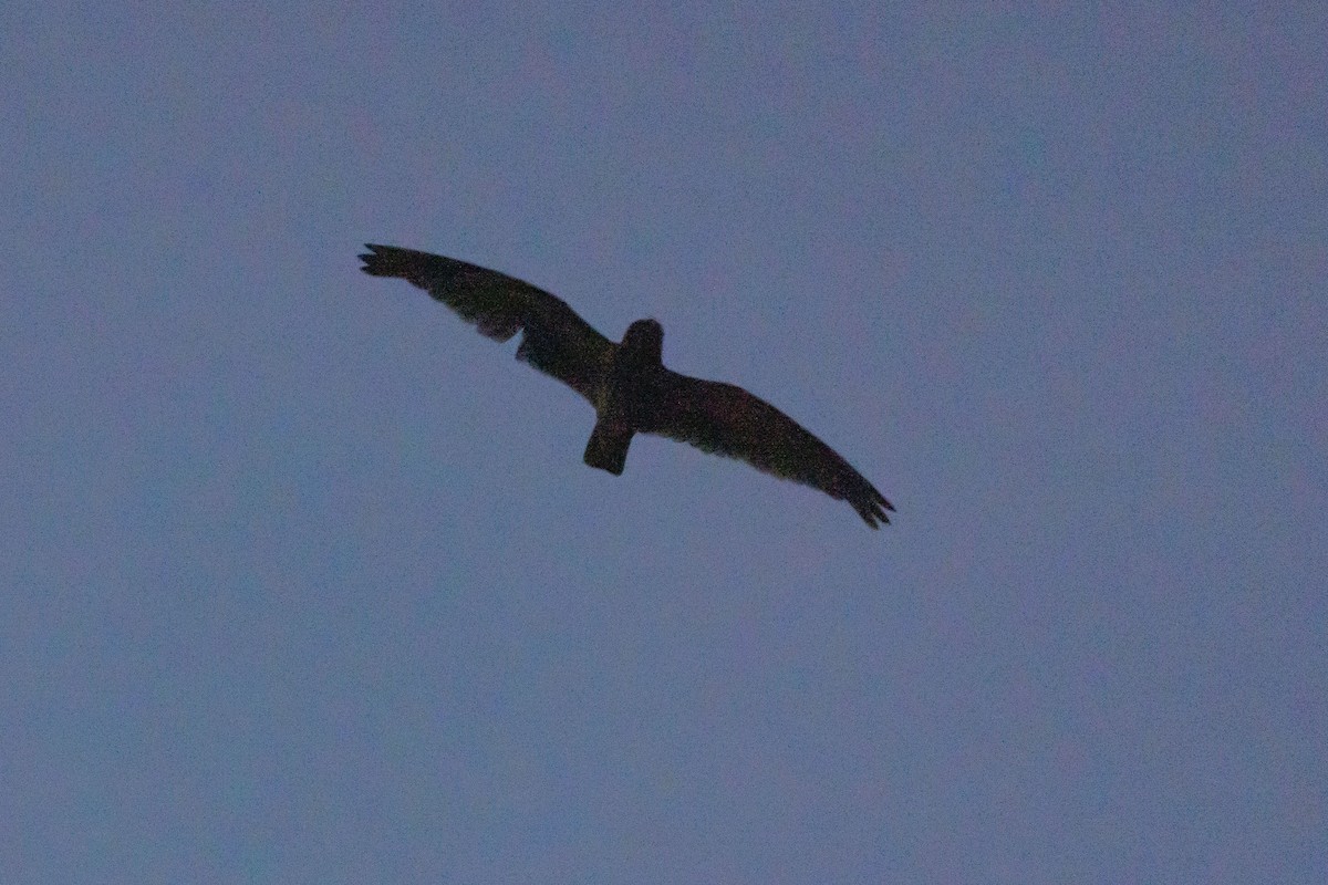 Short-tailed Nighthawk - ML353540071