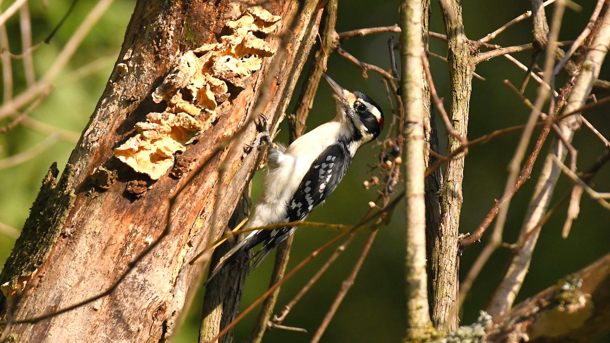 Hairy Woodpecker - Soren Bentzen