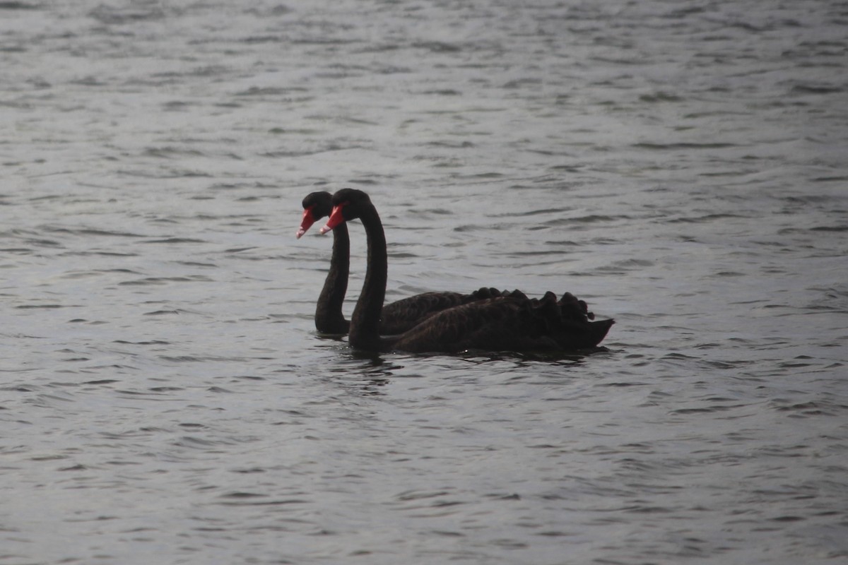 Black Swan - ML353547581