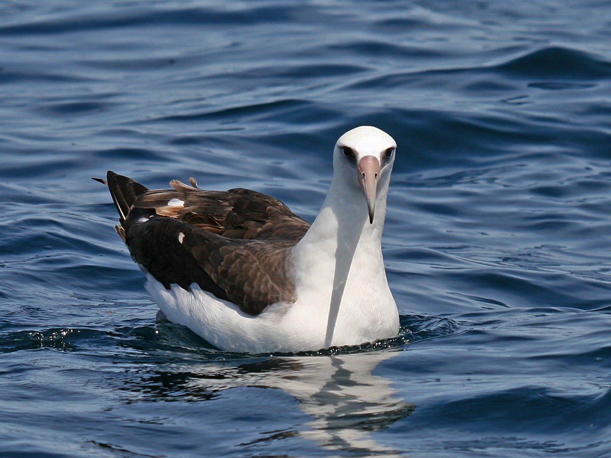 Laysan Albatross - Greg Gillson
