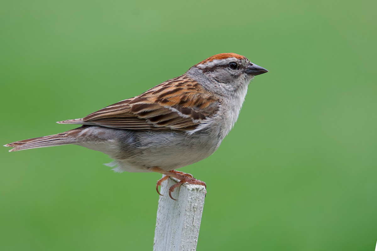 Chipping Sparrow - ML353553301