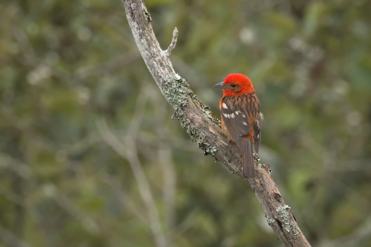 Flame-colored Tanager - ML353554421