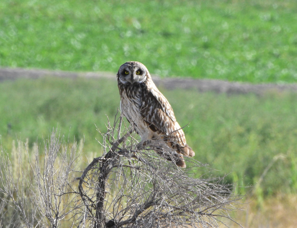Short-eared Owl - Peter Olsoy