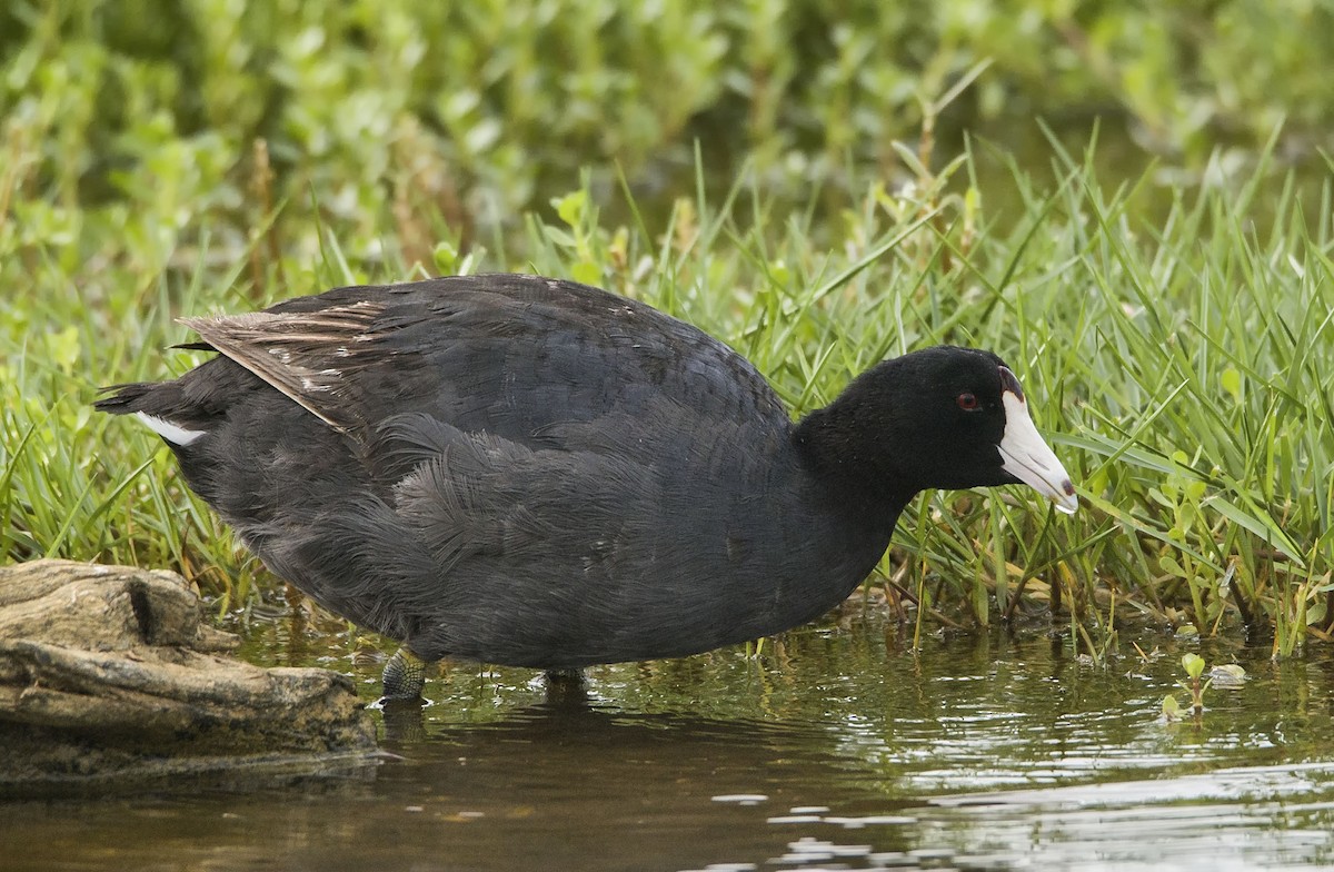 American Coot (Red-shielded) - Denny Swaby