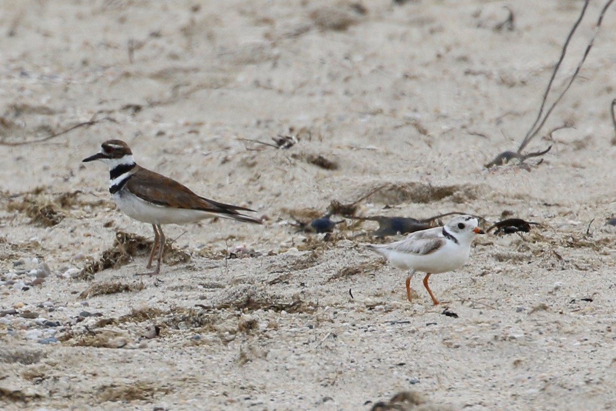 Piping Plover - ML353562331