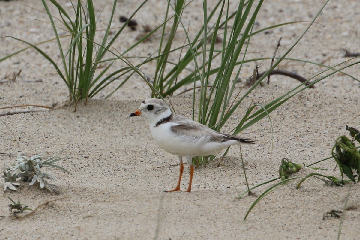 Piping Plover - ML353562391