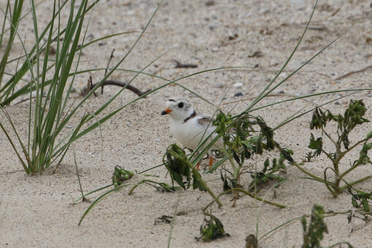 Piping Plover - ML353562411