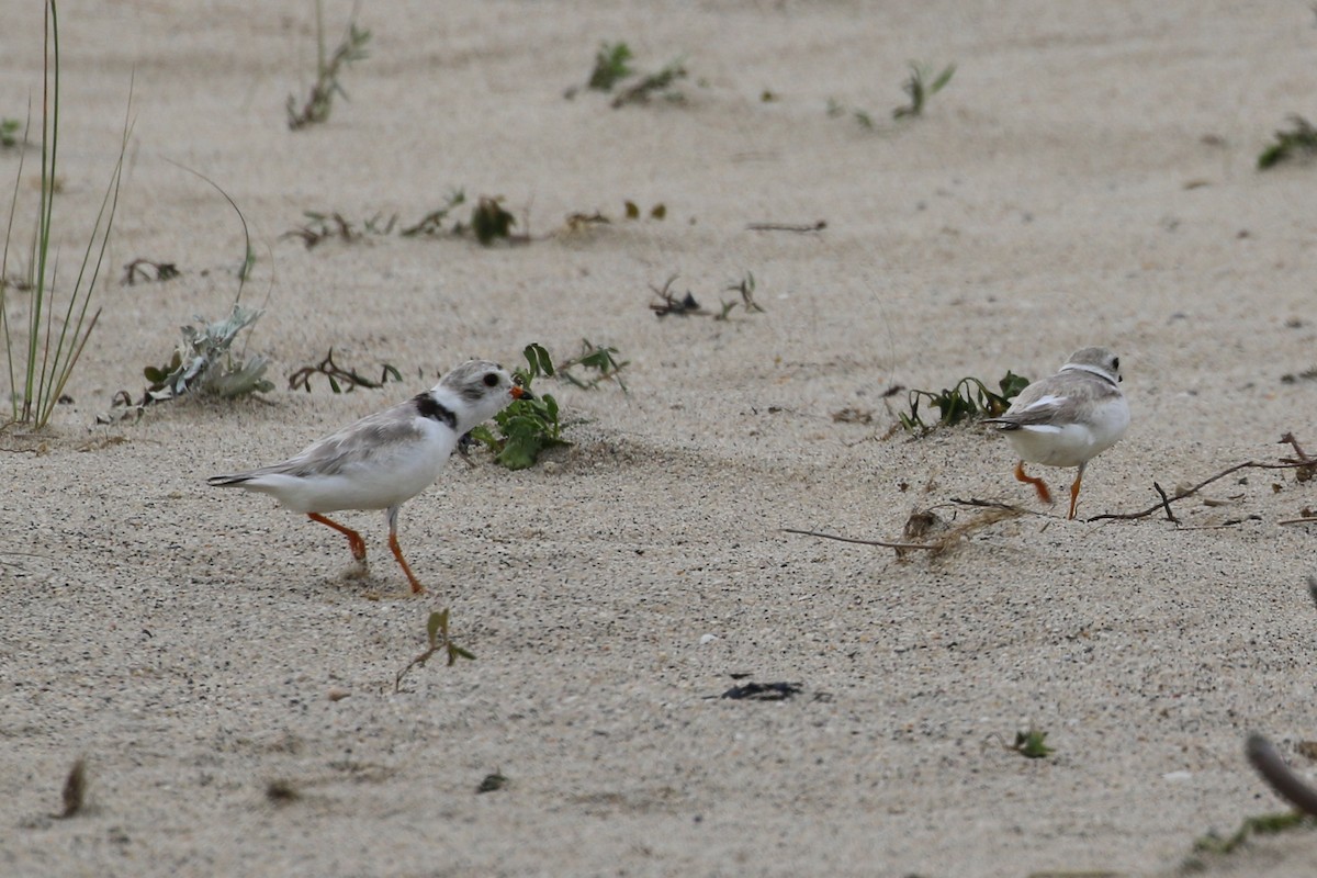 Piping Plover - ML353562421