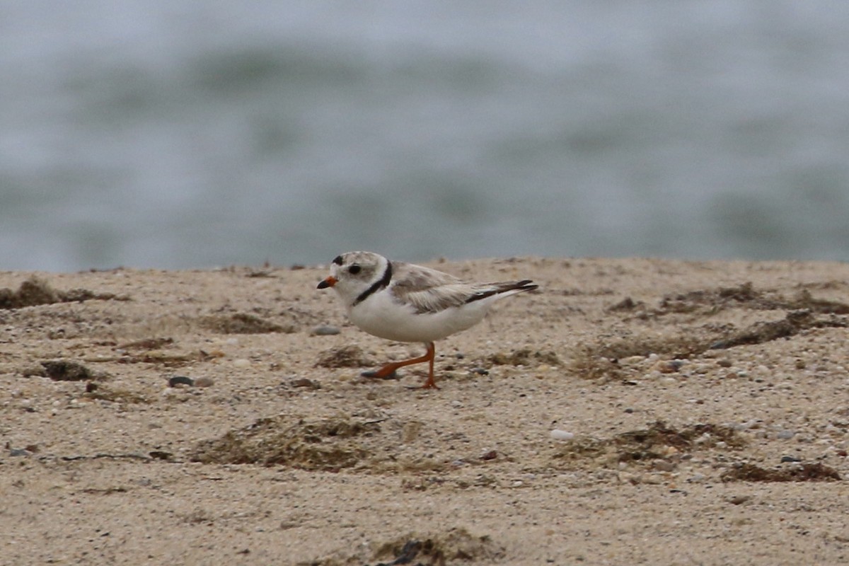 Piping Plover - ML353562521