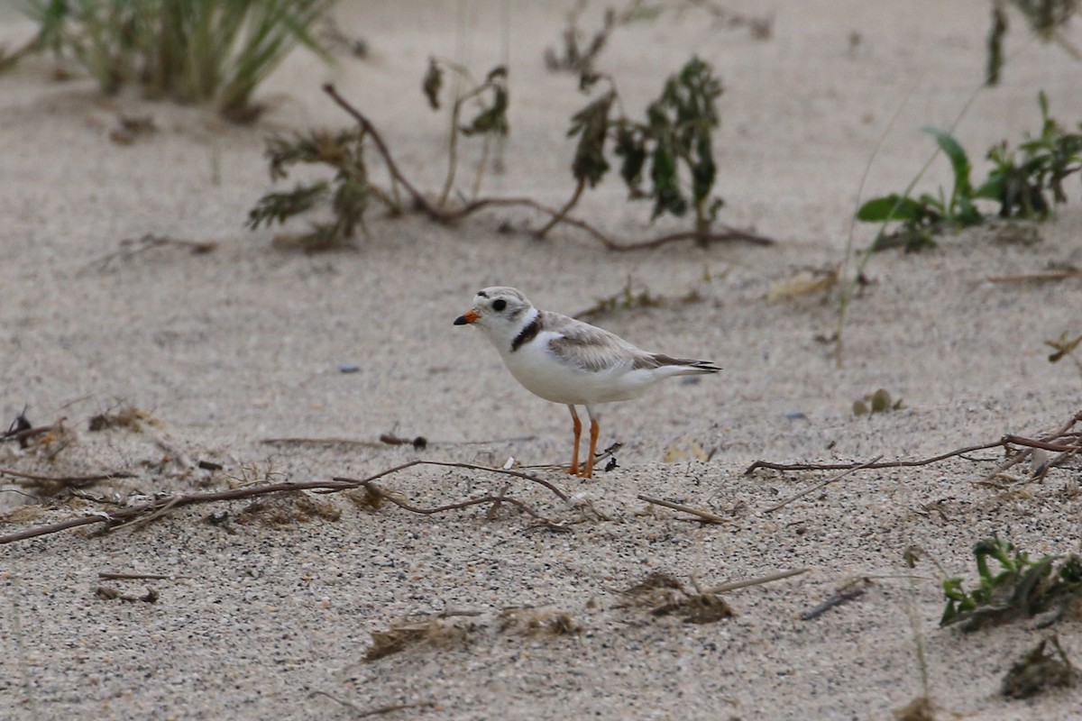 Piping Plover - ML353562531