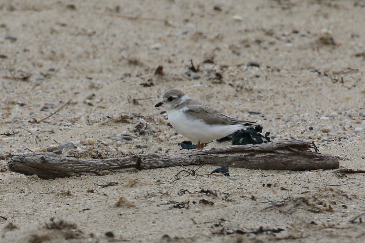 Piping Plover - ML353562541