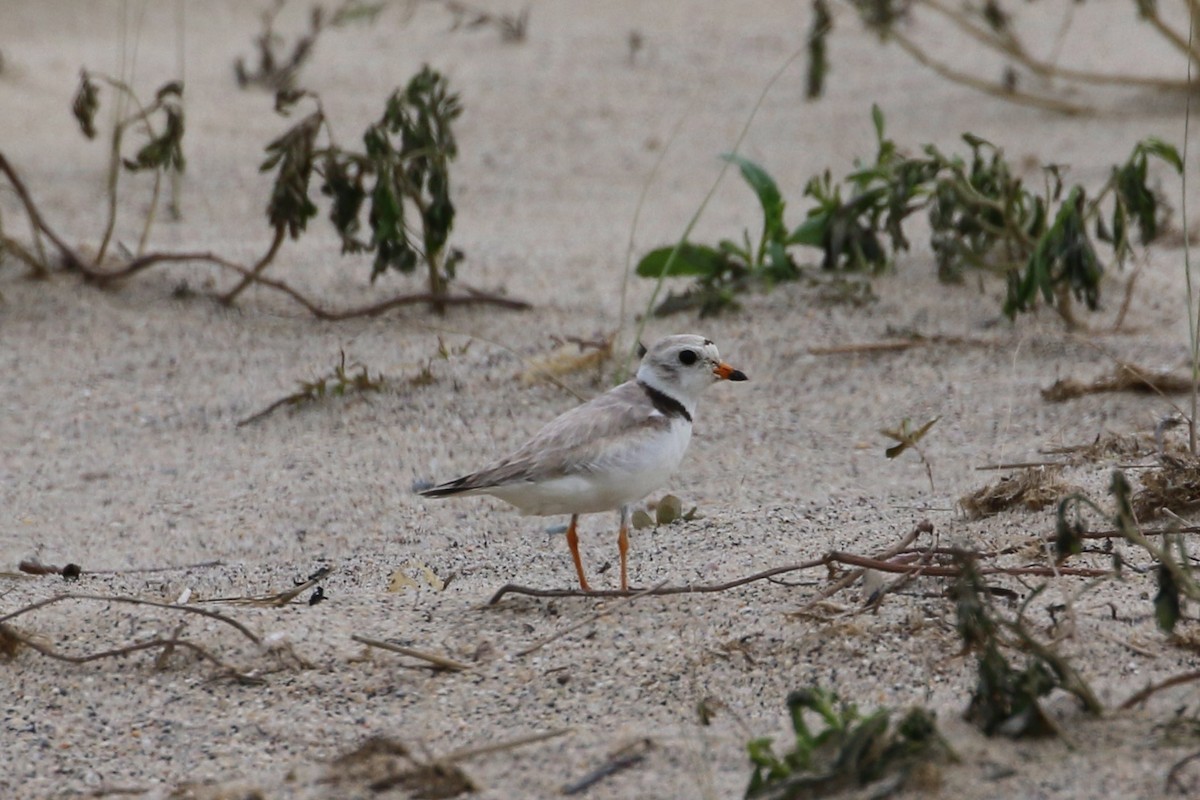 Piping Plover - ML353562551