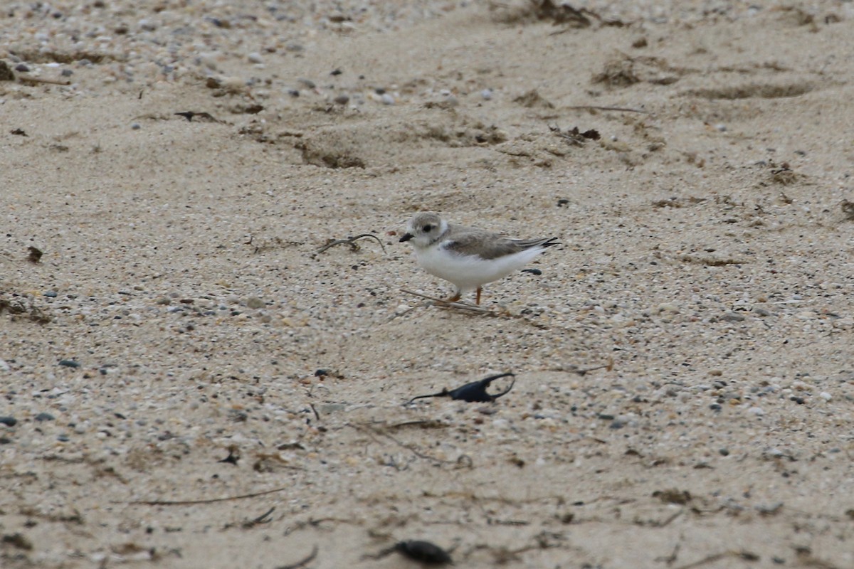 Piping Plover - ML353562561