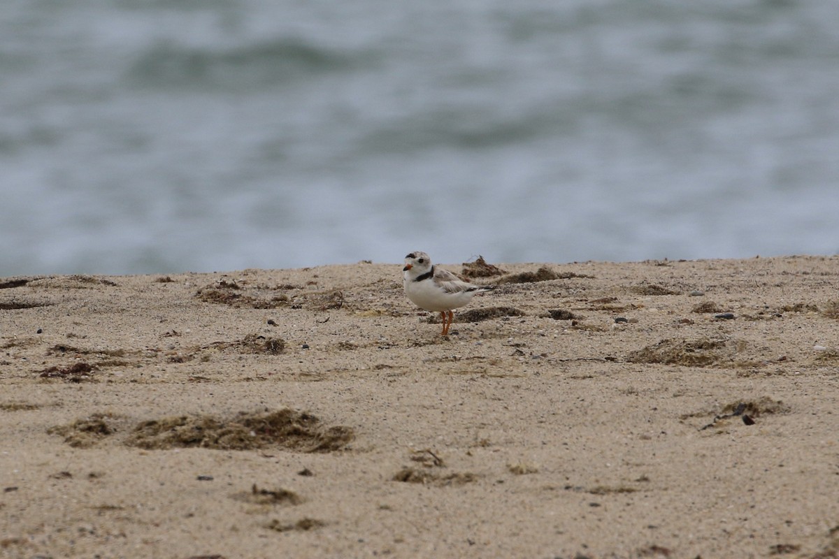 Piping Plover - ML353562571