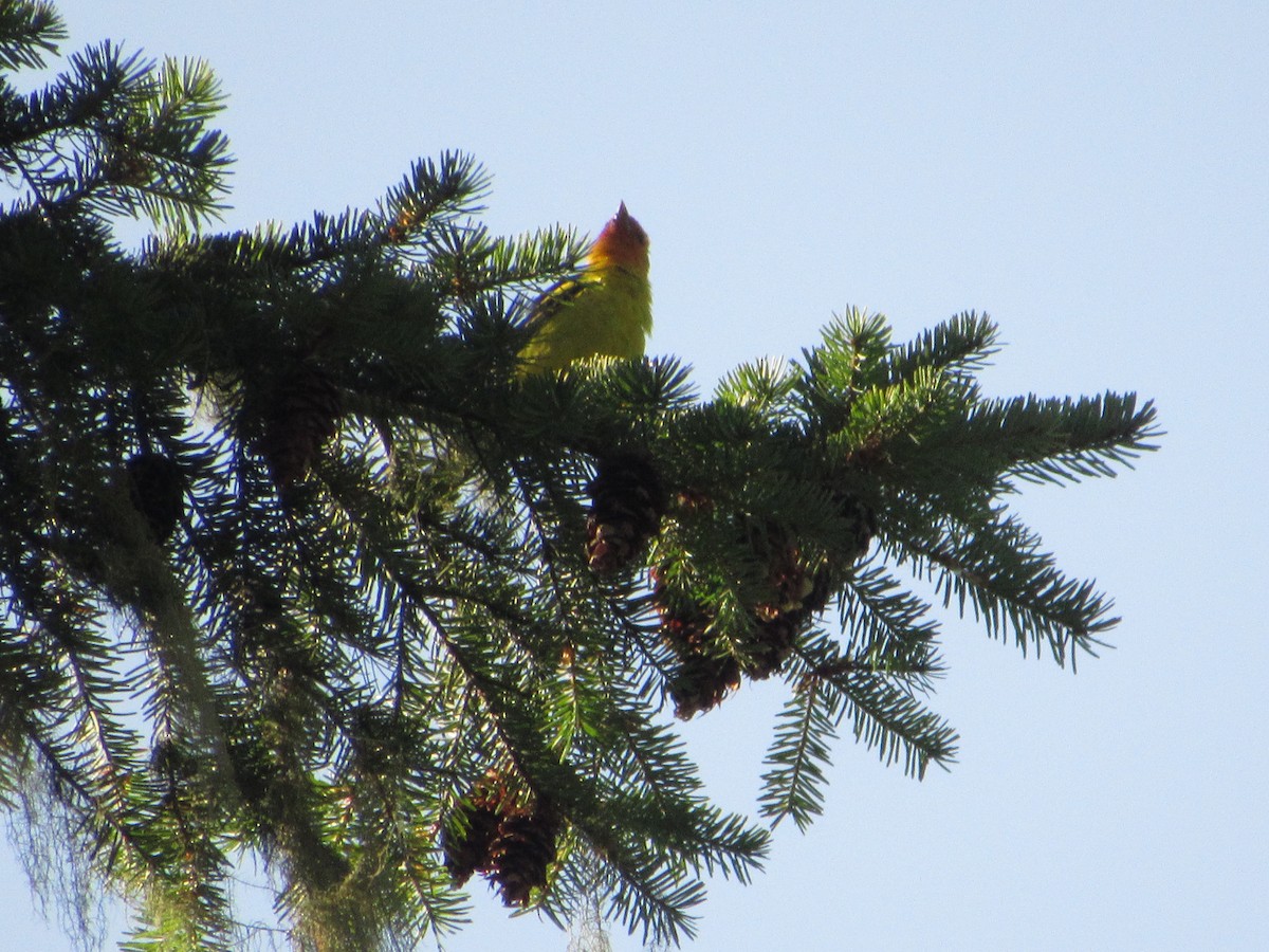 Western Tanager - Brian Saville