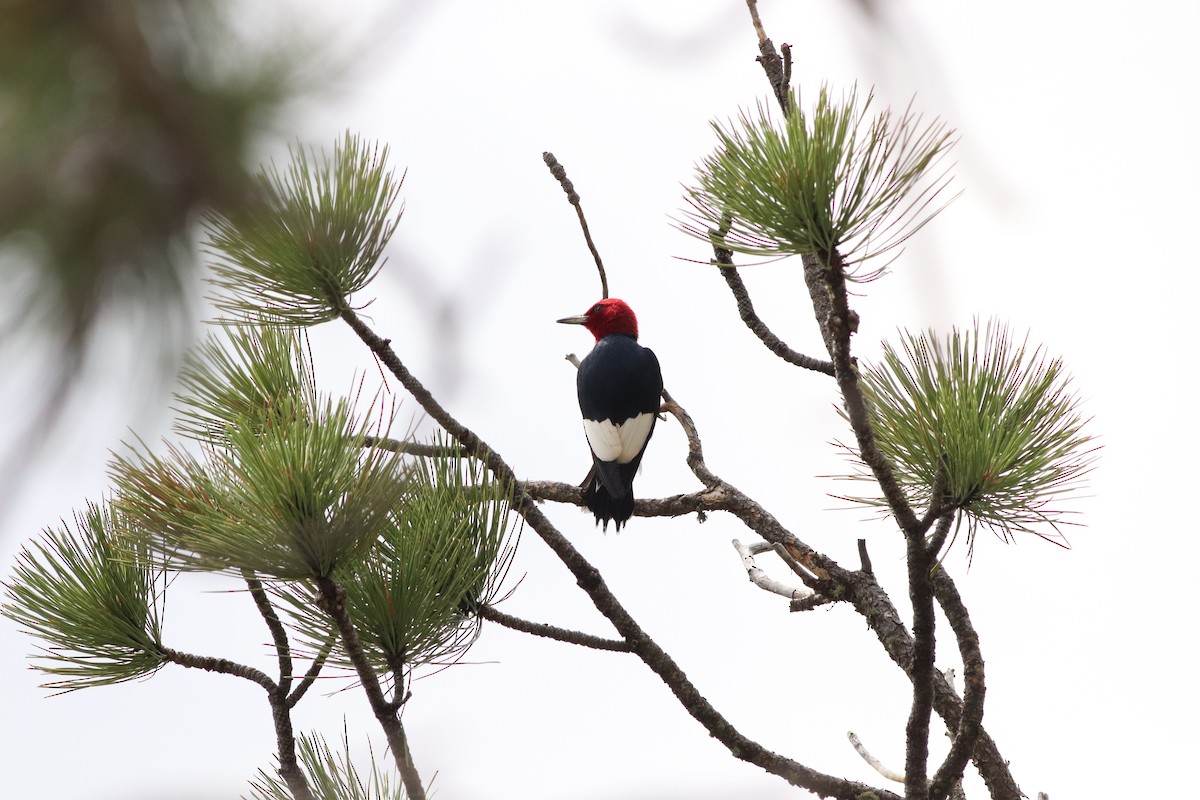 Red-headed Woodpecker - ML353566001