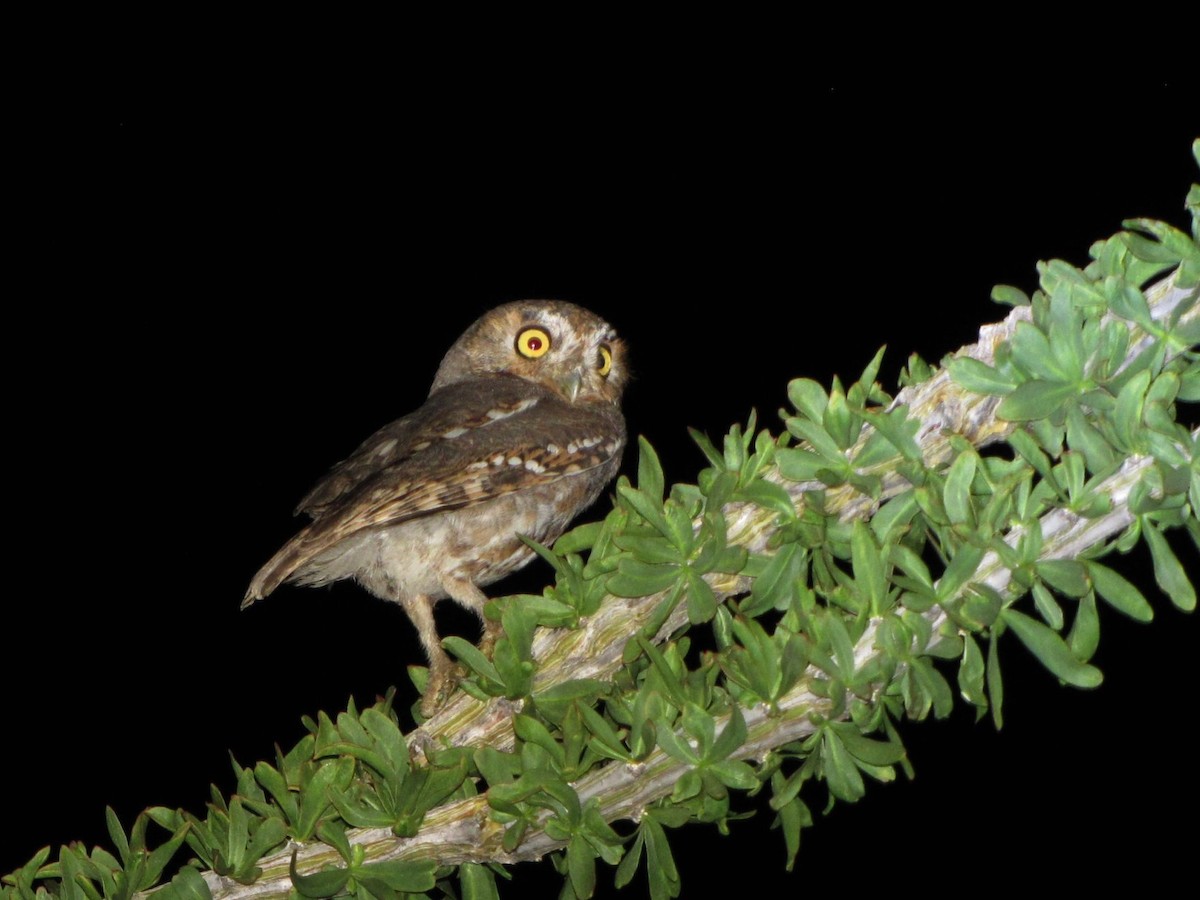 Elf Owl - Bryant Olsen