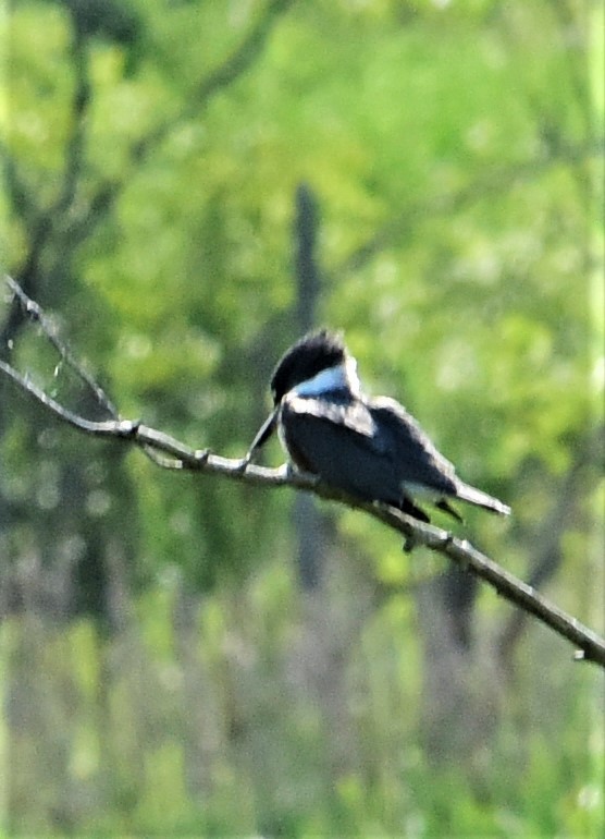 Belted Kingfisher - ML353569141