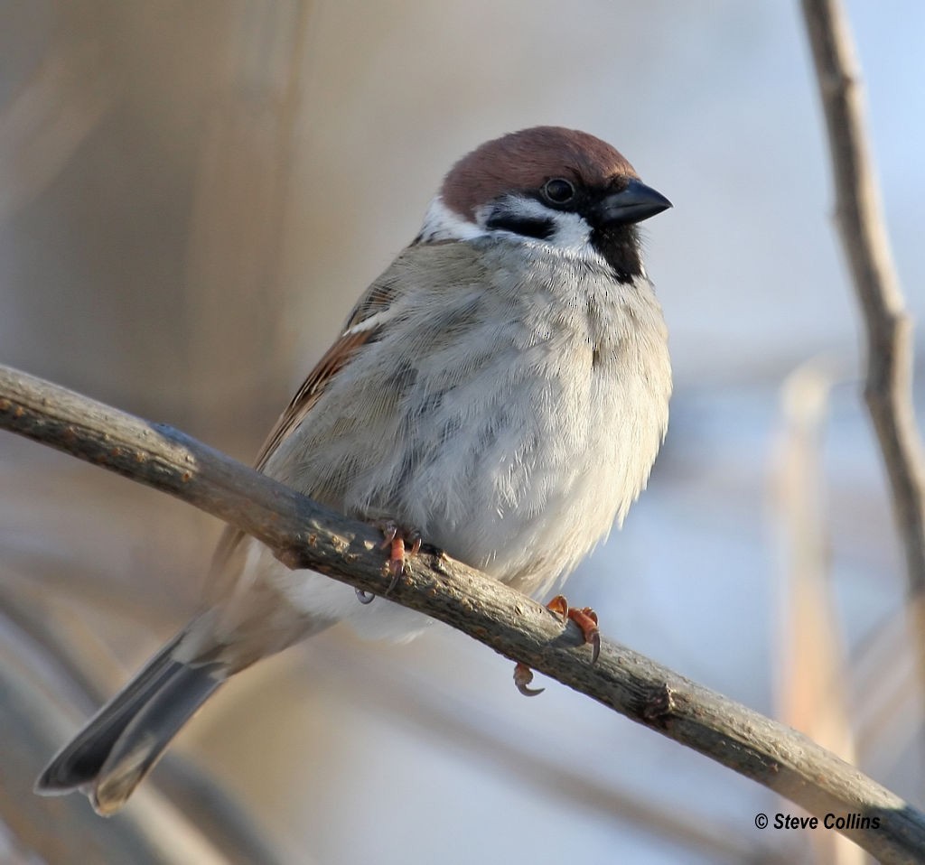Eurasian Tree Sparrow - ML35357061