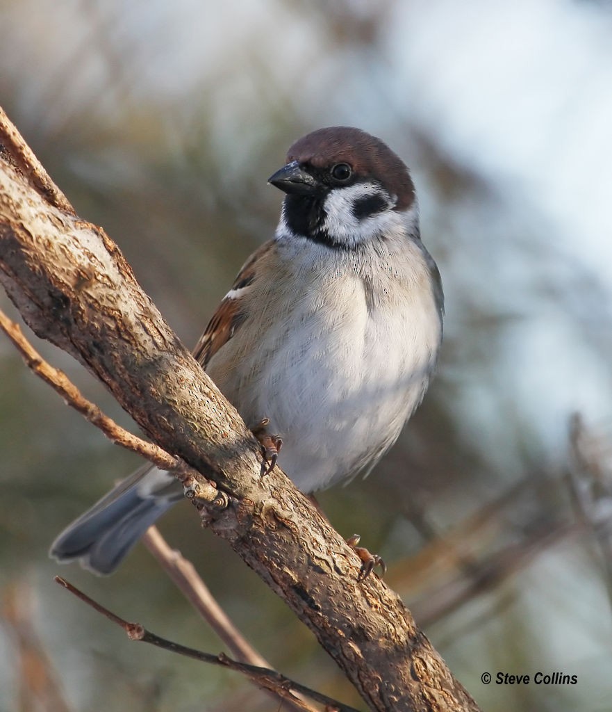 Eurasian Tree Sparrow - ML35357071