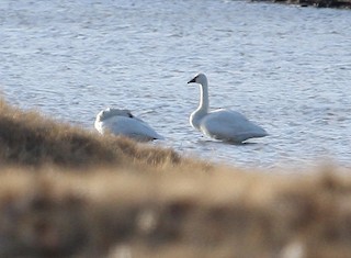 Tundra Swan, ML35357211