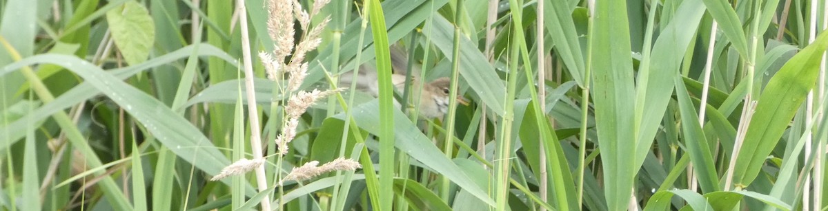 Common Reed Warbler - ML353576971
