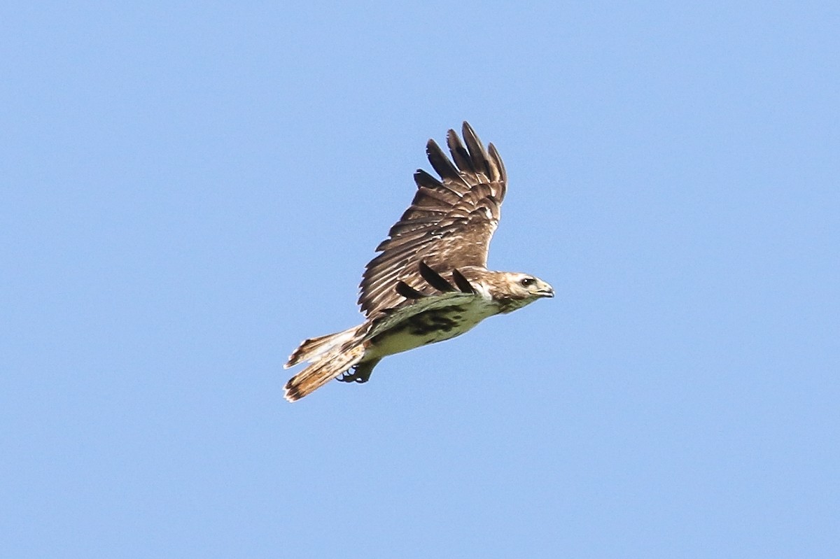 Red-tailed Hawk (Harlan's) - ML353583741