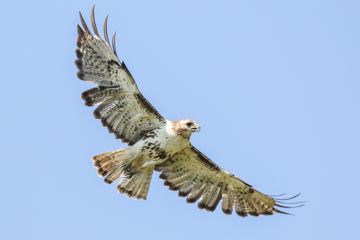 Red-tailed Hawk (Harlan's) - ML353583811