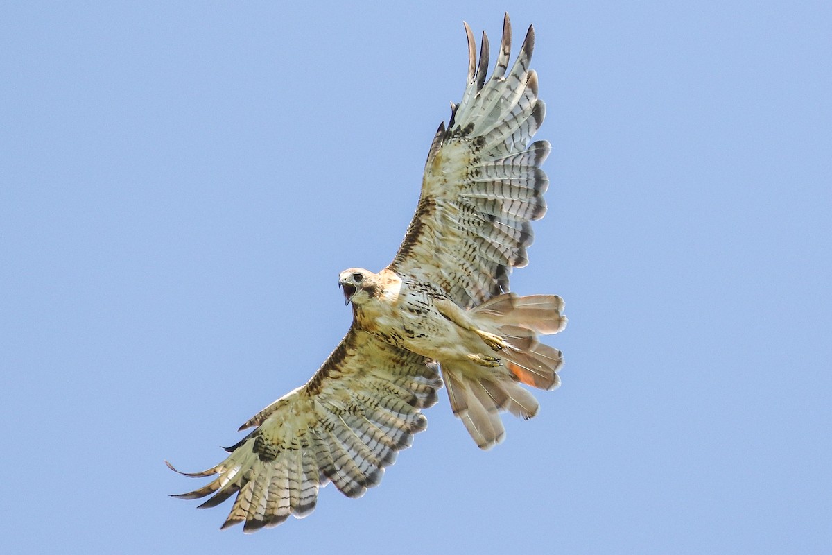 Red-tailed Hawk - ML353583841