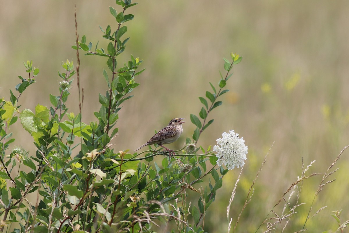 Grasshopper Sparrow - ML353601361