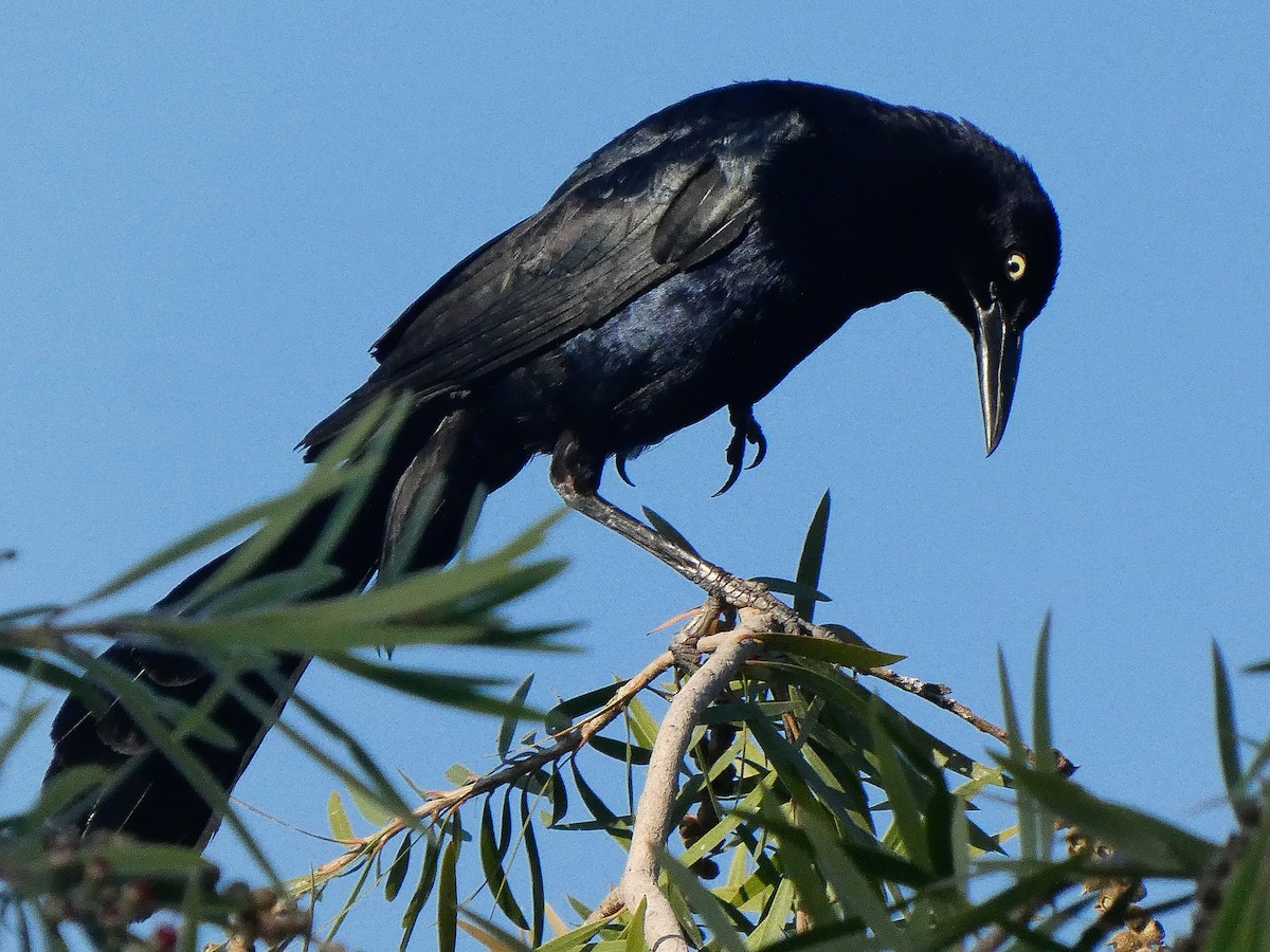 Great-tailed Grackle - BAL Land
