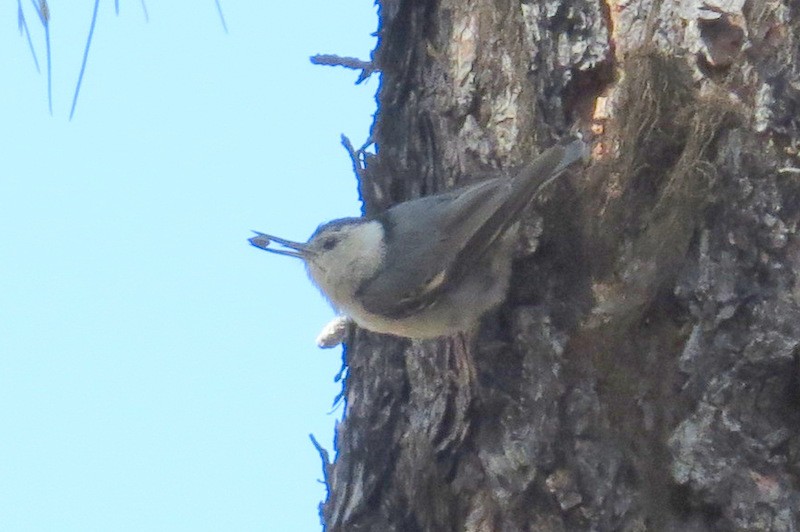 White-breasted Nuthatch (Interior West) - ML353604261
