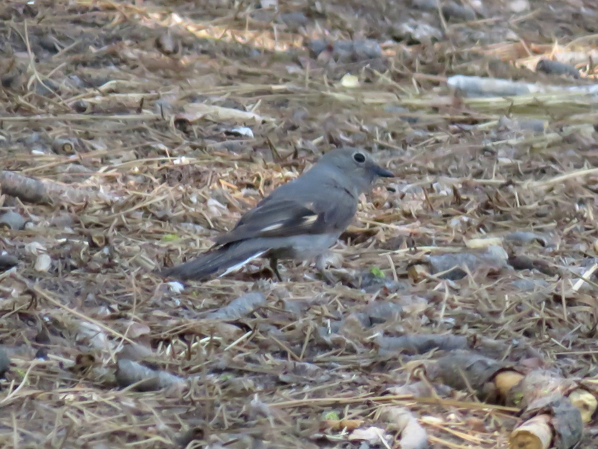 Townsend's Solitaire - ML353604491