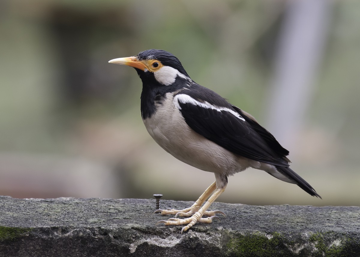 Indian Pied Starling - ML353613321