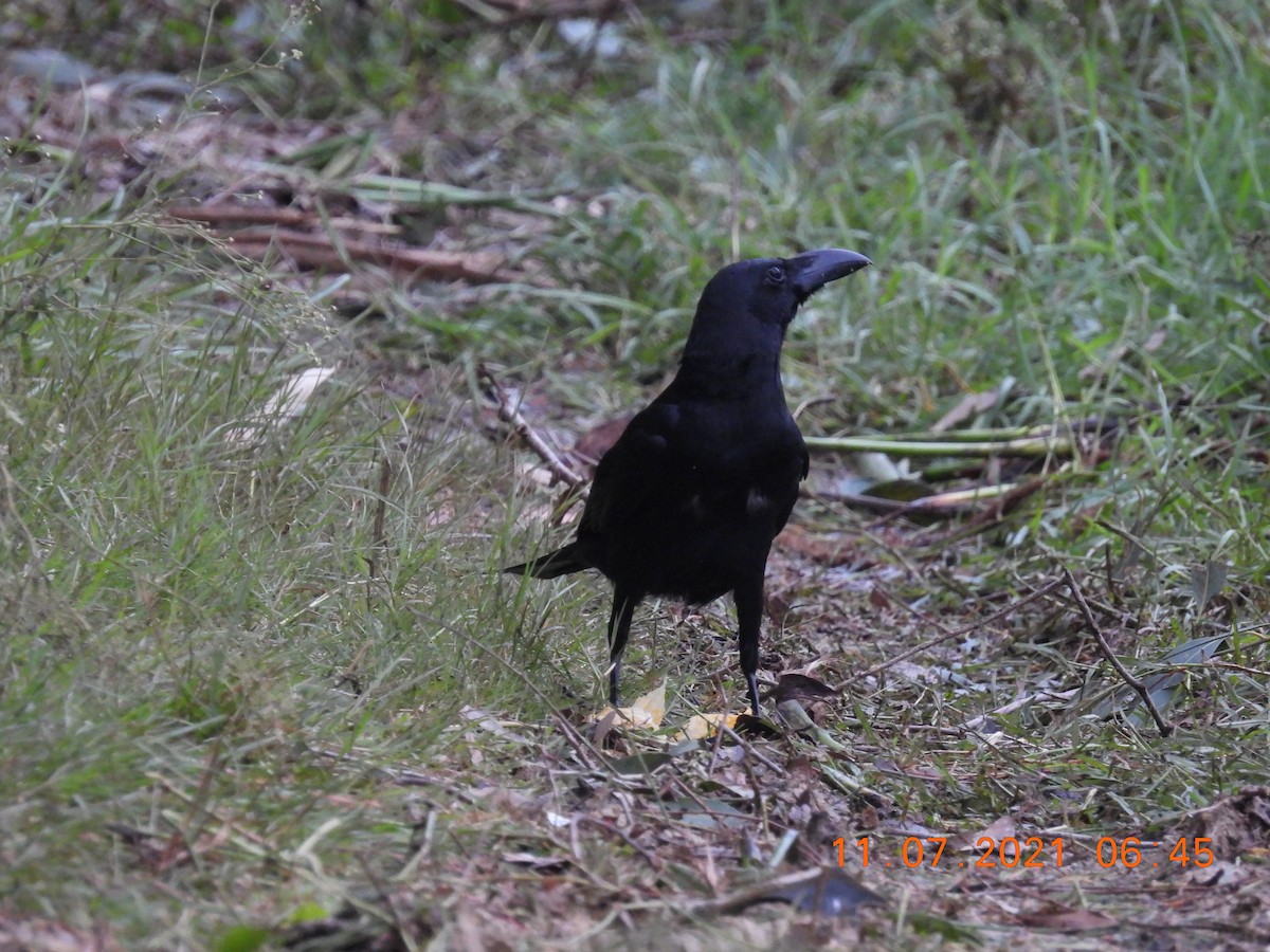 Large-billed Crow - ML353618481