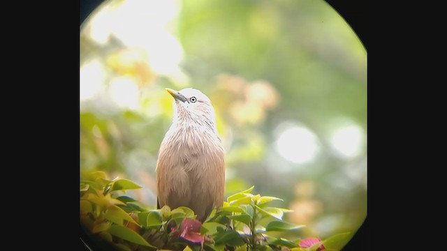 Chestnut-tailed Starling - ML353619291