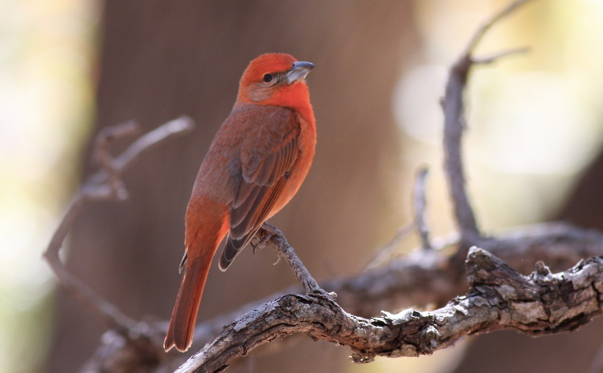 Hepatic Tanager - ML35361931